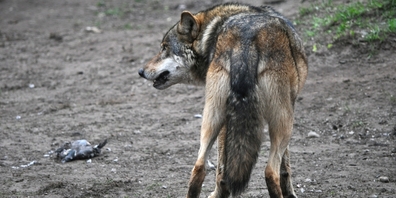 Ein oder mehrere Wölfe haben auf dem Schofberg sechs Schafe gerissen. (Symbolbild)
