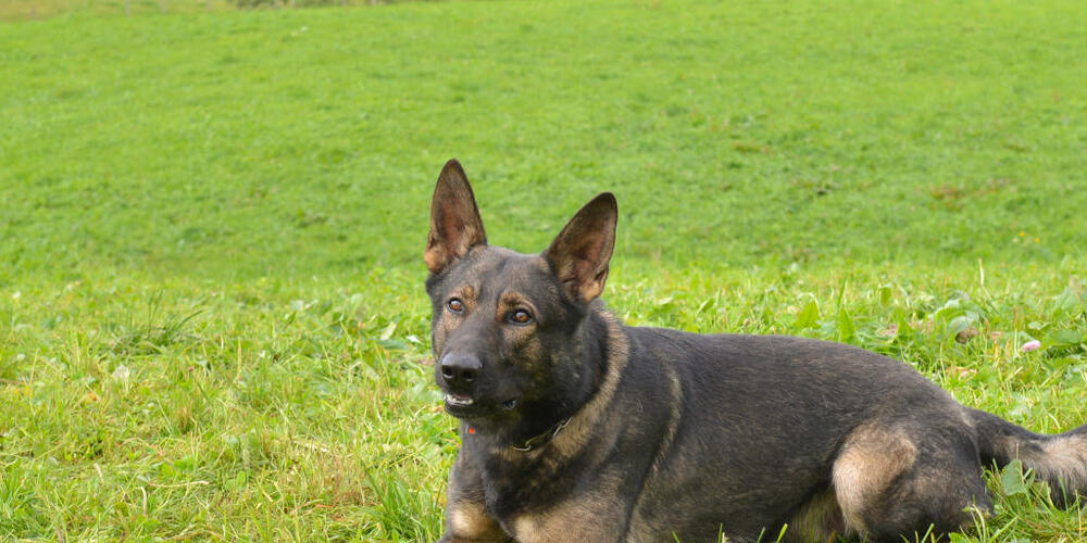 Polizeidiensthund Rusty konnte drei mutmassliche Einbrecher schnappen.
