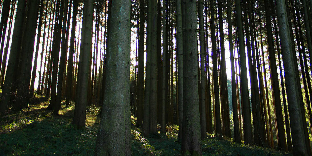 Wald ist mehr als nur eine Ansammlung von Bäumen.