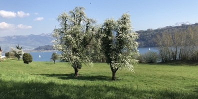 Der Frühling hält Einzug am Obersee.