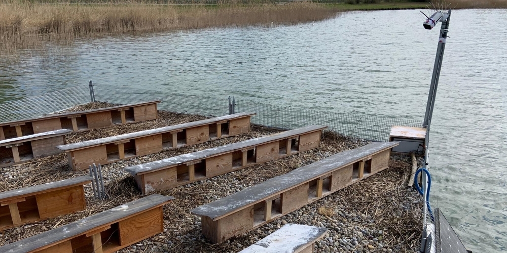 Eine am Obersee installierte Brutplattform mit Videokamera. Damit soll zwei geschützten Vogelarten bei der Brut geholfen werden.