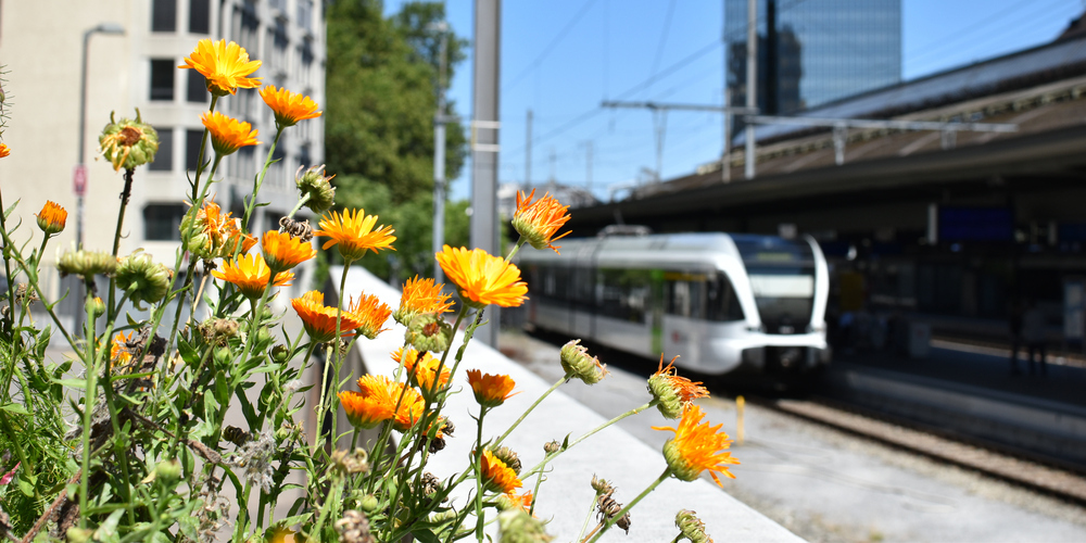 In St.Gallen ist die Natur oftmals ganz nahe.