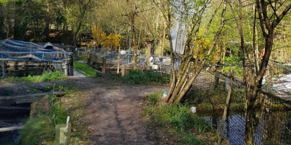In der Fischzuchtanlage in Kemptthal werden Bachsaiblinge und Regenbogenforellen gezüchtet.