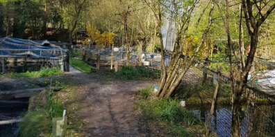 In der Fischzuchtanlage in Kemptthal werden Bachsaiblinge und Regenbogenforellen gezüchtet.