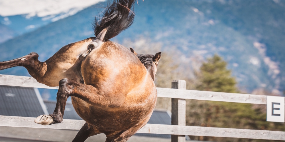 Im Sarganserland trat ein Pferd gegen ein Kleinkind, das dabei unbestimmt verletzt wurde. (Symbolbild)