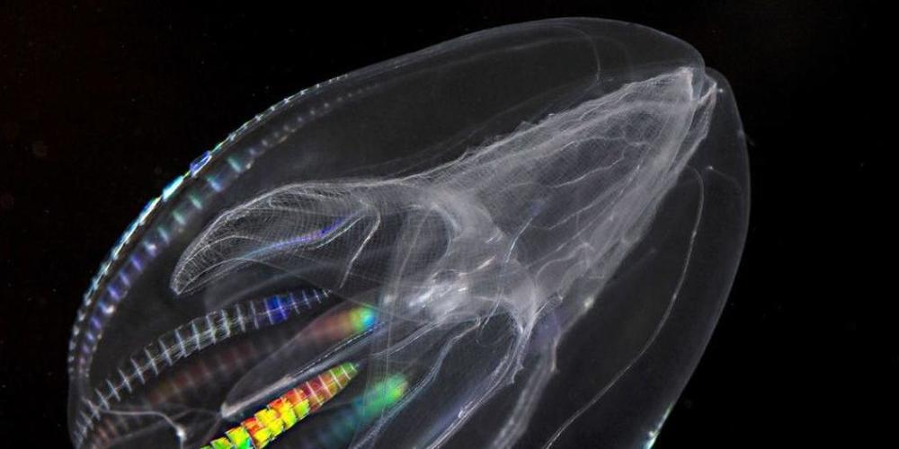 Statt im Herbst Vorräte anzulegen, pflanzt sich die Rippenqualle Mnemiopsis leidyi wie verrückt fort und frisst ihre Brut. Diese leicht verfügbare Nahrungsquelle ermöglichte der winzigen, hirnlosen Kreatur, sich von Südamerika bis in die Nordsee u...