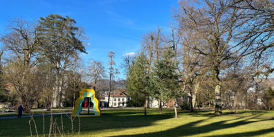 Im Rathausgarten müssen fünf Bäume weichen.