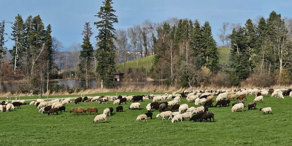 Schafherde Bichwil/Stolzenberg 2024.