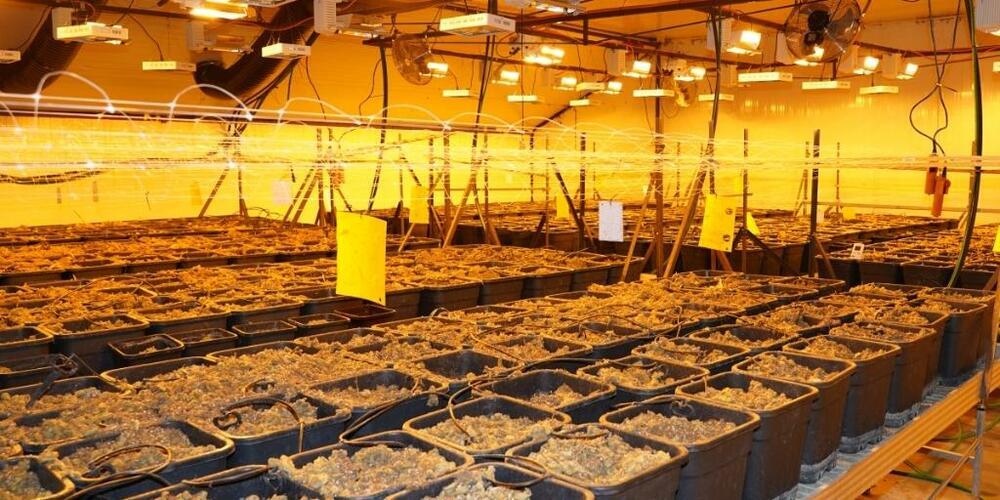 Die Kantonspolizei Uri fand in Seedorf eine Indoor-Hanfanlage mit über 100 Kilogramm Marihuana.