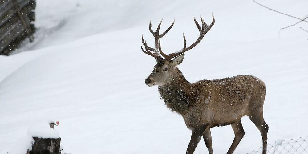 Der Wilderer wurde geschnappt, nachdem er bei Grüsch im Prättigau illegal einen Hirsch geschossen hatte. (Symbolbild)