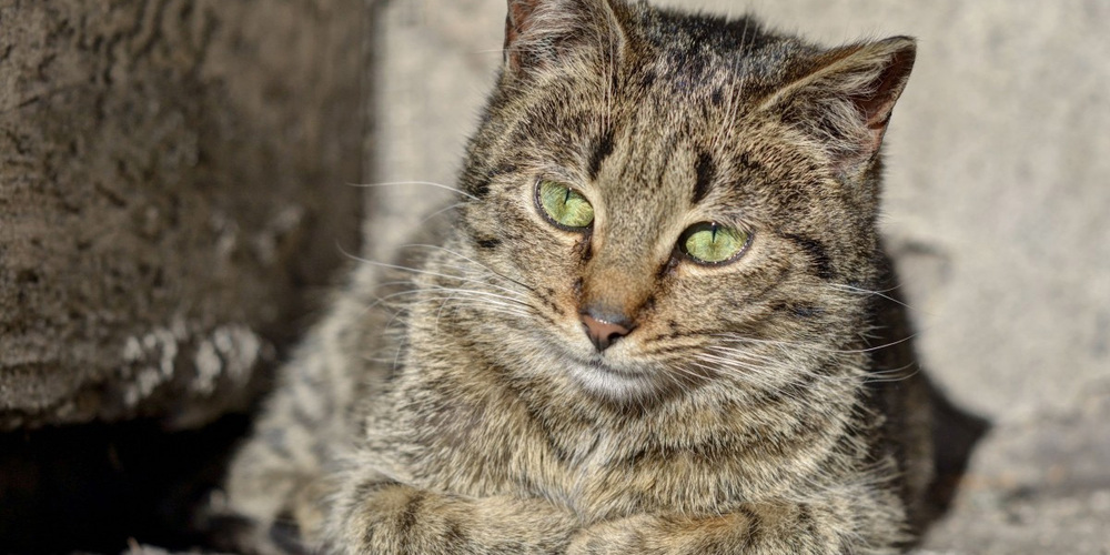 Ein Mann soll eine fremde Katze erschossen haben.