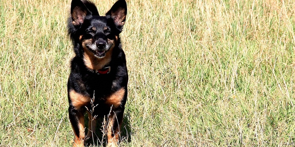 Laut Studie leben Lancashire Heeler am längsten.