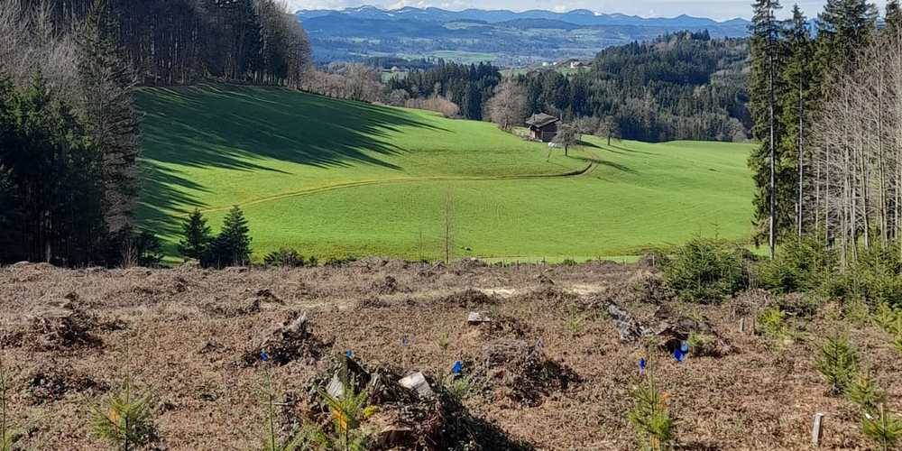 Der Bestand der Testpflanzung oberhalb von Abtwil wurde ergänzt.