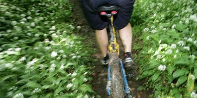 Mountainbiker auf einem Trampelpfad im Wald. (Archivbild)