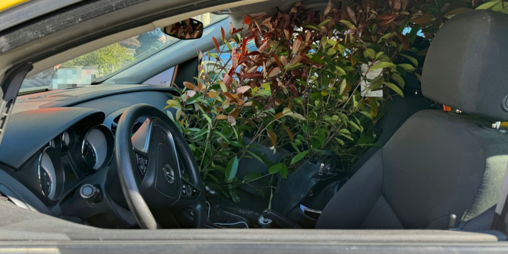 Die vier grossen Pflanzen verdeckten die seitliche Sicht vollends.