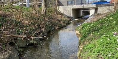 Bis zur Brücke Brückenstrasse fliesst der Schoderbach im renaturierten Bachbett. 