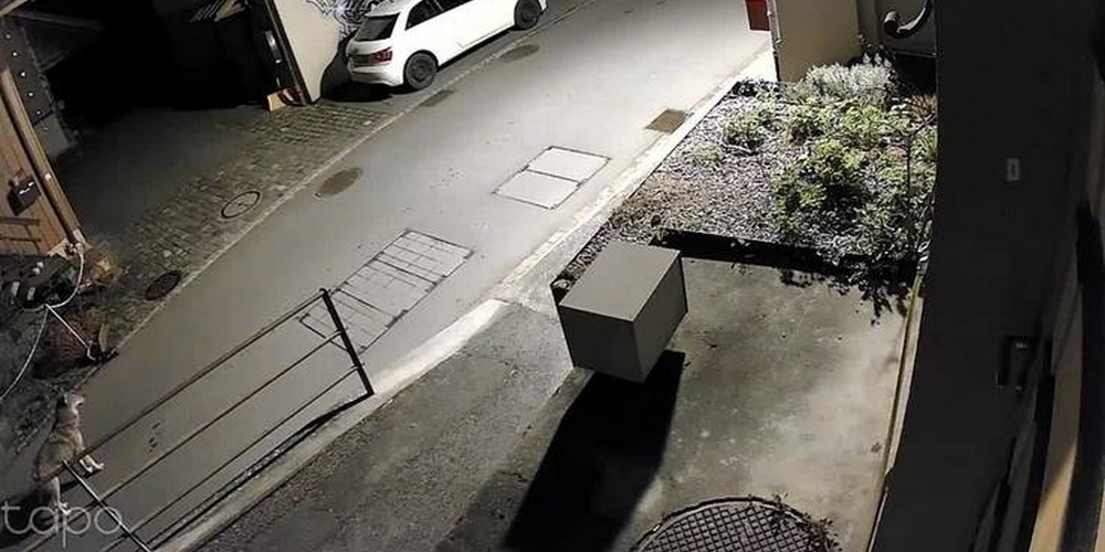 Streifte am Donnerstagmorgen ein Wolf durchs Altstätter Städtli (siehe unten links)?