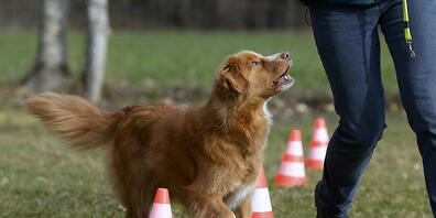 Im Kanton Zürich gelten für die Anbieter obligatorischer Hundekurse einheitliche Voraussetzungen. (Themenbild)