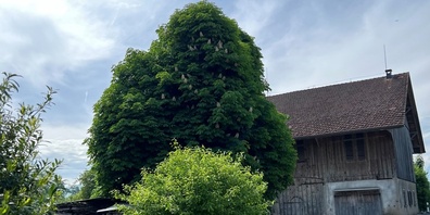 Der Kastanienbaum in voller Blüte im Jahr 2023.