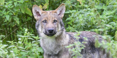 Ein Wolf riss im Thurgau drei Alpakas. (Archivbild)