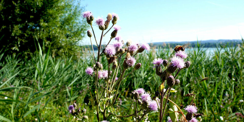 Der Greifensee ist das grösste Naturschutzgebiet des Kantons Zürich.