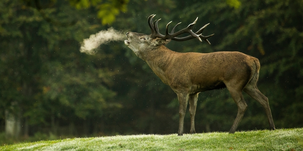 Trotz erfolgreicher Jagd: Die Bestände der Rothirsche im Kanton St.Gallen steigen laut Jagdstatistik 2023. (Symbolbild)