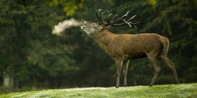 Trotz erfolgreicher Jagd: Die Bestände der Rothirsche im Kanton St.Gallen steigen laut Jagdstatistik 2023. (Symbolbild)