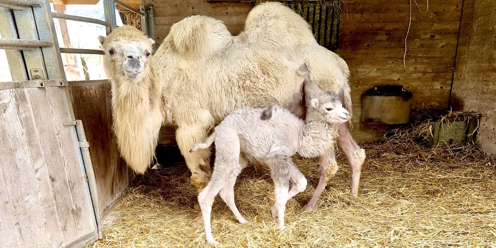 Erst am 23. März 2024 geboren und bereits ein Publikumsliebling: das kleine Trampeltier Batu mit seiner Mutter Lara.