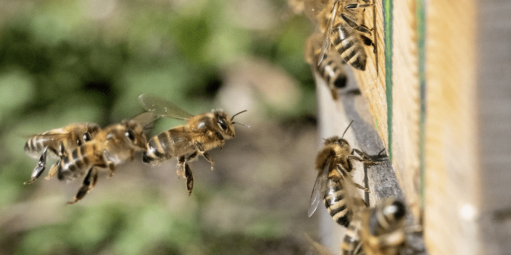 Fast die Hälfte der rund 600 Wildbienenarten in der Schweiz sind gefährdet.