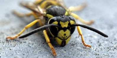 Da hätte ins Auge gehen können: Wegen einer Wespe kam es zu einem Autounfall. 