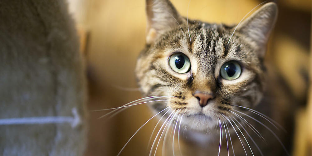 Die Zahl der verwilderten Katzen nimmt in der Schweiz zu. Im St. Galler Kantonsrat wird die Einführung einer Chip-Pflicht verlangt. (Archivbild)