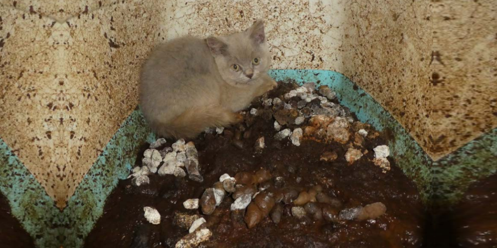 «Mangelhafte Katzenhaltung» schreibt das Amt für Verbraucherschutz und Veterinärwesen zu diesem Bild.