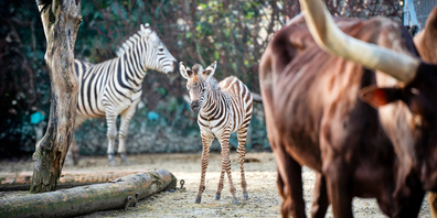 Grant-Zebra Onisha hat ein Stutfohlen geboren. 