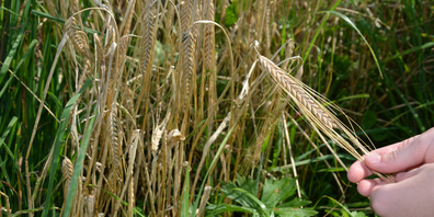 Aktuell wird nur noch in Wangen – auf einem Feld des Altendörflers Kari Marty – Bio-Braugerste angebaut. 