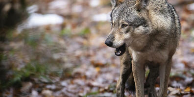 Die Glarner Jägerinnen und Jäger sollen künftig die Wildhut bei der Wolfsjagd unterstützen können. Dies verlangt die SVP-Fraktion in einem Postulat. (Archivbild)