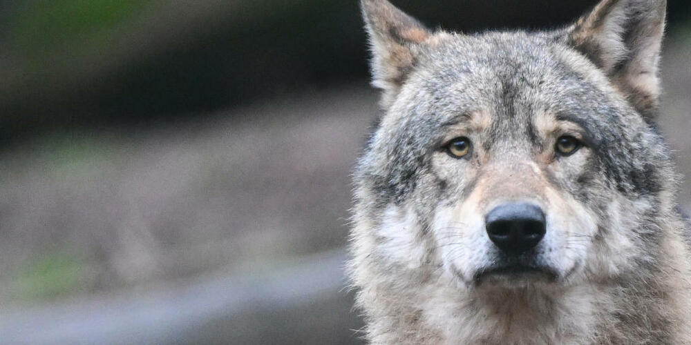 Ein Wolf hat in Teufen AR ein Schaf gerissen. (Symbolbild)