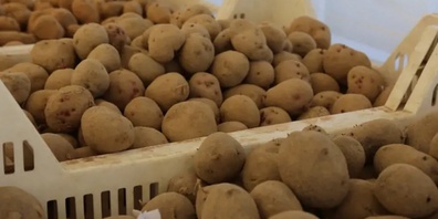 Pflanzkartoffeln sind derzeit rar. 