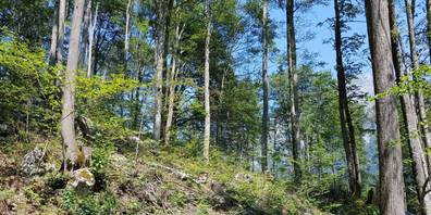 Die Niederschläge haben die Waldbrandgefahr nicht weiter ansteigen lassen. (Bild: M.Frei)