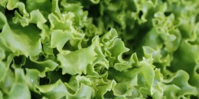 Der Batavia ist eng mit dem Eisbergsalat – dem beliebtesten Schweizer Salat – und dem Kopfsalat verwandt.