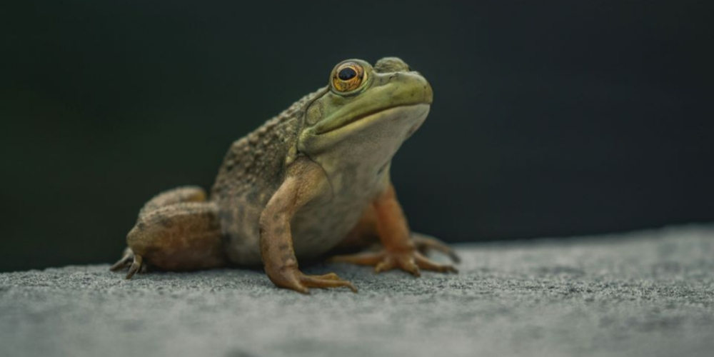 Die St.Georgen-Strasse wird im März nachts wegen des Amphibienschutzes gesperrt.