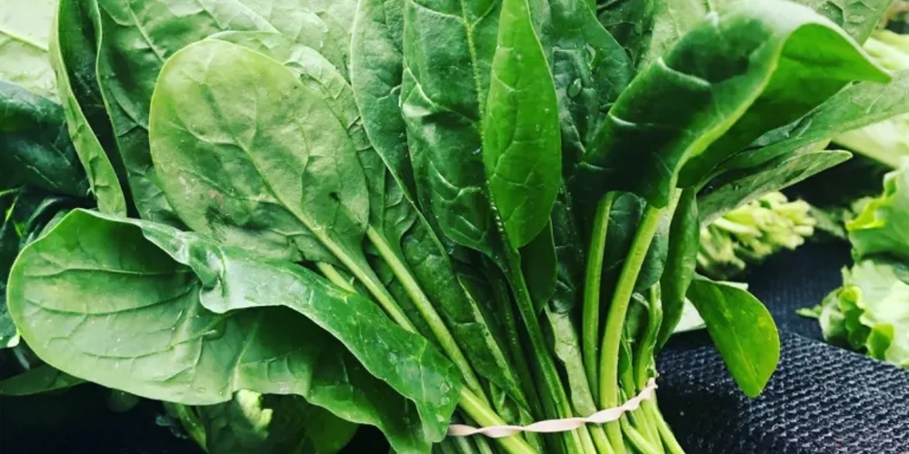 Spinat ist äusserst gesund: Er enthält Vitamin A und C sowie die Mineralstoffe Phosphor, Kalium, Magnesium und Eisen.