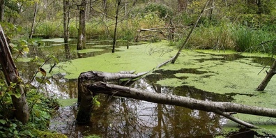 Vor zehn Jahren ist der Biber ins Waldstück Niederholz bei Marthalen eingezogen. Das Resultat seiner Arbeit: Ein für die Schweiz einmaliger Bibersee und eine märchenhafte Auenlandschaft.