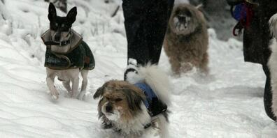 Eine Hundesitterin musste sich am Dienstag vor dem Bezirksgericht Winterthur verantworten. Sie soll drei Hunde, die ihr anvertraut wurden, unzureichend gefüttert haben. Das Gericht sprach sie vollumfänglich frei. (Symbolbild)