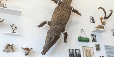 Das St.Galler Nil-Krokodil, wie es heute gezeigt wird