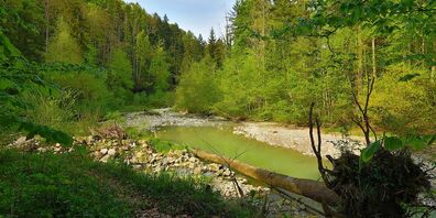 Im Naturreservatsteil soll künftig auf alle forstliche Massnahmen verzichtet werden. 