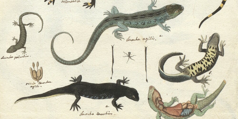 Fittzi-Illustration aus den  Lucubrationen, Band 3, Seite  202