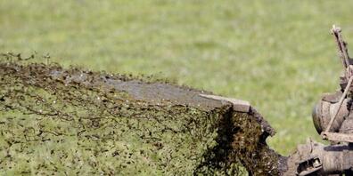 Gülle, die in zwei Bäche gelangte, führte bei Wittenbach zu einem Fischsterben. (Symbolbild)