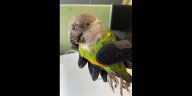 Beim gefundenen Vogel handelt es sich um einen Senegalpapagei. 