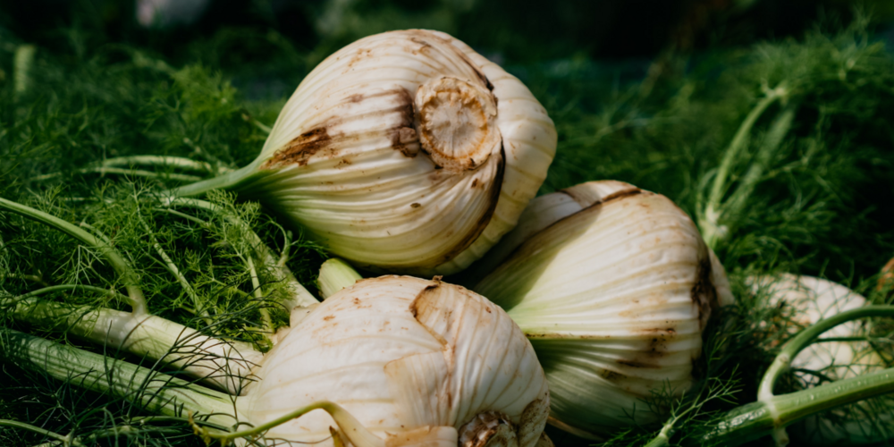 Fenchel liefert Vitamin C, Kalium, Magnesium und Eisen und enthält gesunde ätherische Öle.