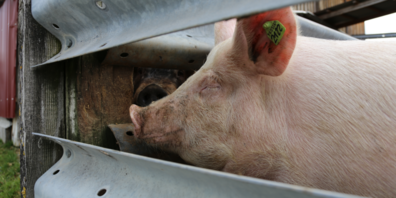 Die Schweinebranche muss vorausschauen. 